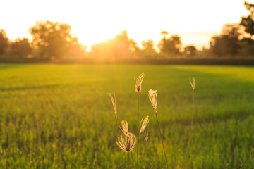 Fototapeta premium Rice Field at Sunset.