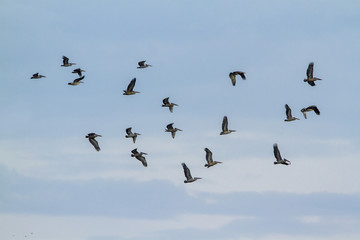 Spot-billed Pelican in flight in Pottuvil, Sri Lanka