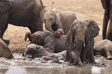 Large African elephants having fun in a mud bath