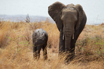 Large African elephant with its young calf walking