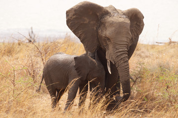 Fototapeta na wymiar Large African elephant with its young calf