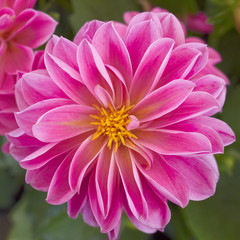 Fototapeta premium pink Dahlia flower closeup, natural background