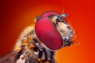 Very sharp and detailed study of Hoverfly head stacked from many images into one very sharp photo.  © tomatito26
