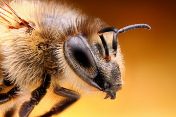 Sharp and detailed study of Bee taken with macro lens stacked from many shots into one sharp photo. - obrazy, fototapety, plakaty