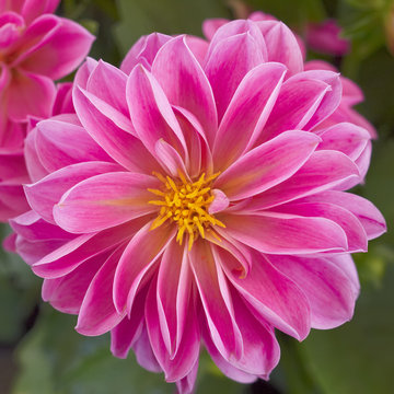 pink Dahlia flower closeup, natural background