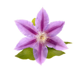 Beautiful blue clematis close-up isolated on white background. Clematis cultivar 'Piilu'.