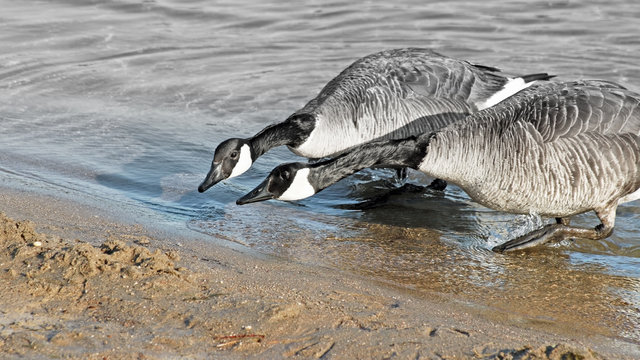 ITS NECK AND NECK - two Canada Geese racing to reach the Beach - fading to gray
