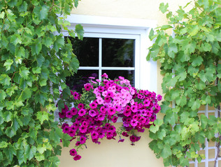Fototapeta na wymiar Petunien in voller Blüte am Fenster