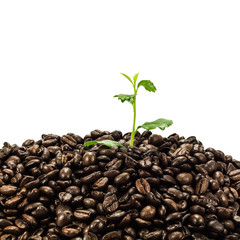Green seedling in coffee beans isolated on white background