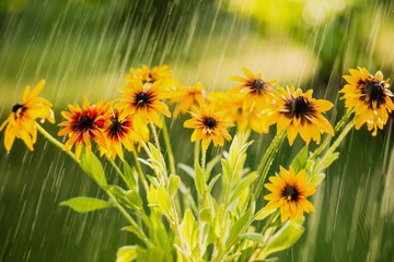 Летний дождь и цветы садовой эхинацеи