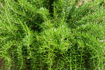 Rosemary