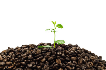 Green seedling in coffee beans isolated on white background