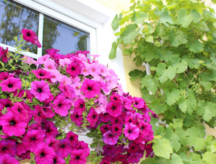 Petunien in voller Blüte am Fenster