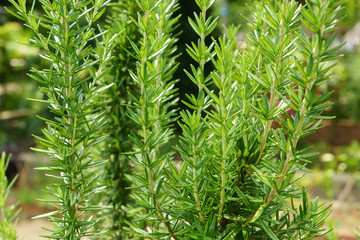 Rosemary