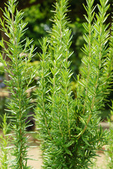 Rosemary