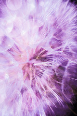 Close up of beautiful dandelion flower