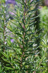 Rosemary