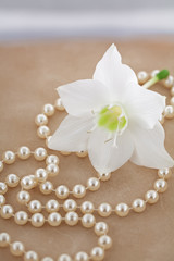 Fototapeta na wymiar large white flower with pearls on pastel background