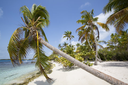 Morrocoy National park, a paradise with coconut trees, white san