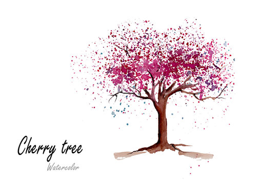 Cherry tree.Hand drawn watercolor painting on white background.Vector  illustration