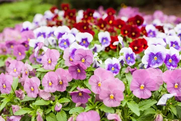 Photo sur Plexiglas Pansies Beautiful violet flowers