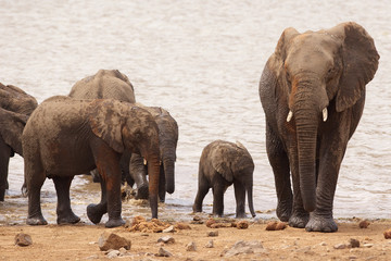 Group of African elephants