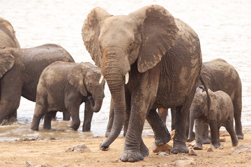 Group of African elephants