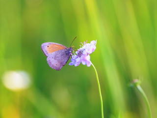 Butterfly Summer