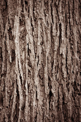 Tree bark texture