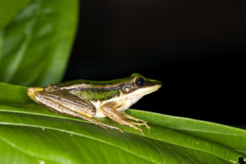 Green Frog