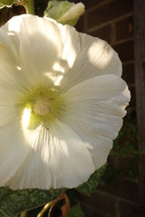 White Hollyhock Flower