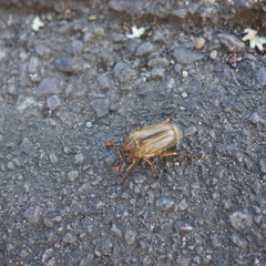 Summer Chafer