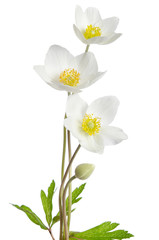 White anemone flowers  isolated on white background