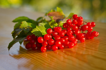 Red Viburnum berries on wooden table