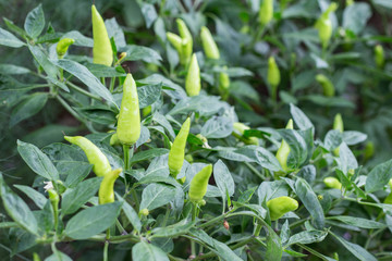 green chili tree