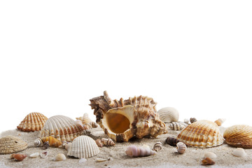 shells in sand from the beach on white background