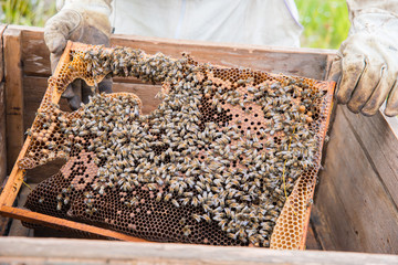 Beekeeper in his apiary with bees