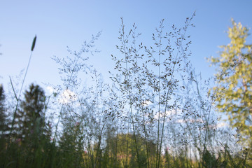 landscape meadow flowers against the sky