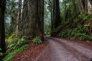 Fototapeta premium Road in Redwood National Park