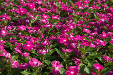 Purple flowers