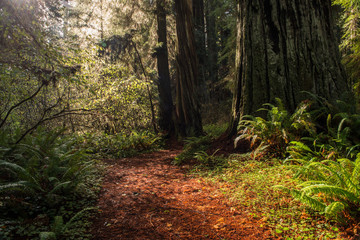Obraz premium Path through the undergrowth