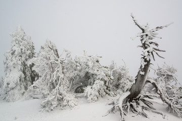 Foggy forest in winter Crater lake National Park