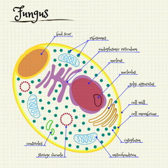 the structure of a single-celled fungus