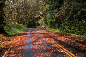 The road through the forest