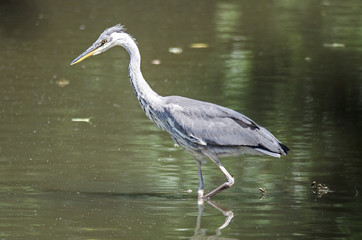 Graureiher (Ardea cinerea)