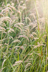 Tall grass