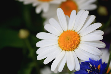 bud daisy garden macro