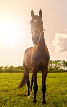 Young stallion posing