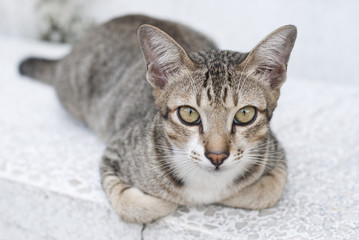 Stray cat looking at a camera