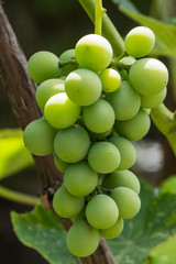 Green wine grapes